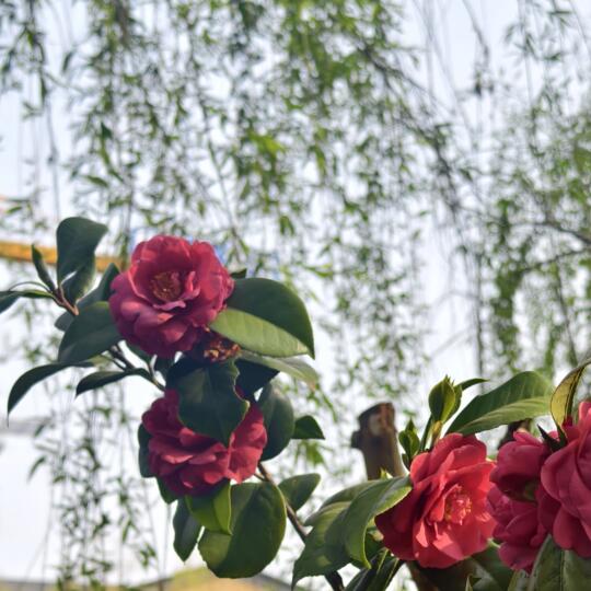 领证一年学会了牵着手吵架