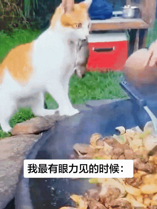 老大我带食材来了喵 