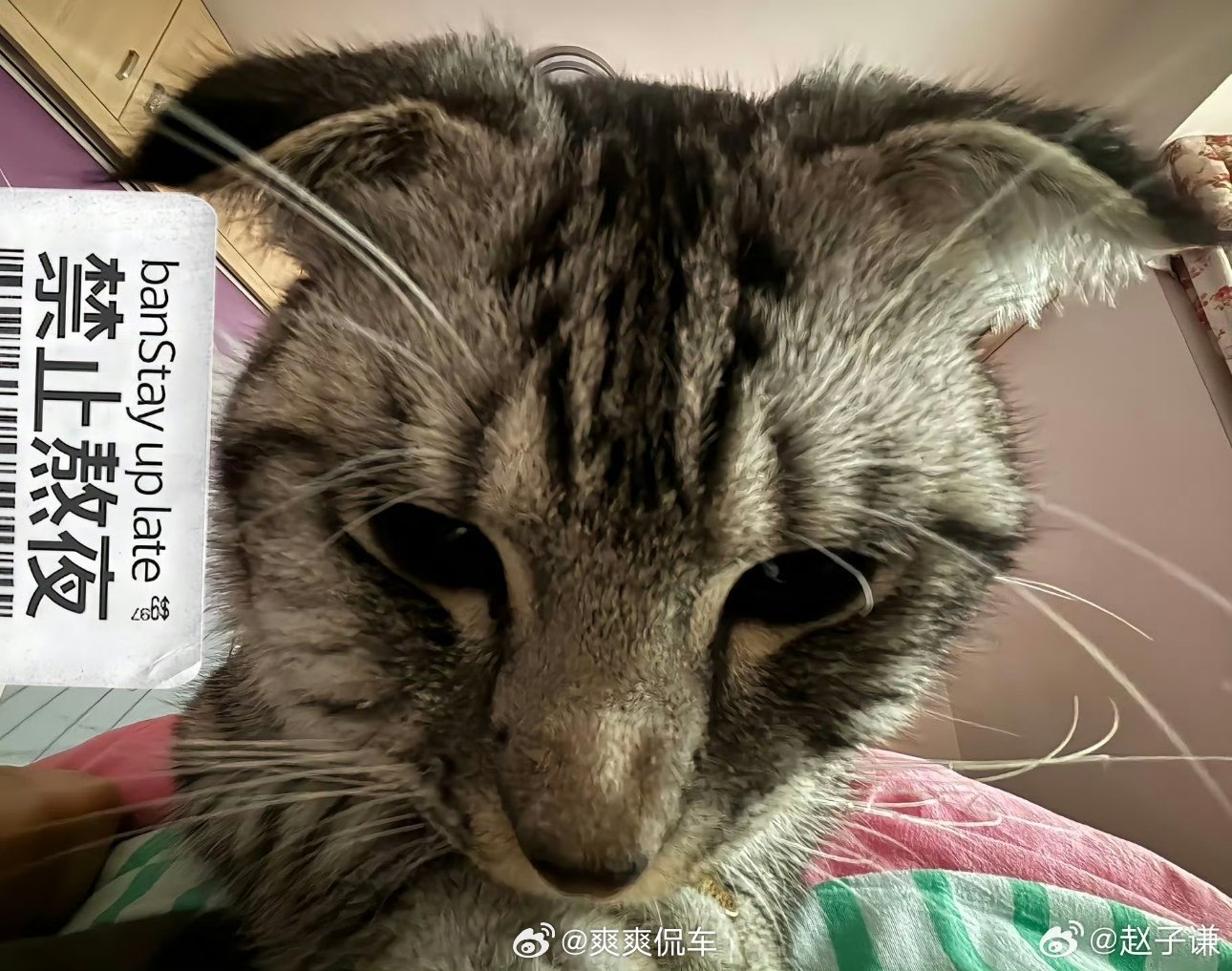 小猫不敢再随便熬夜了像极了加了一夜班的我…