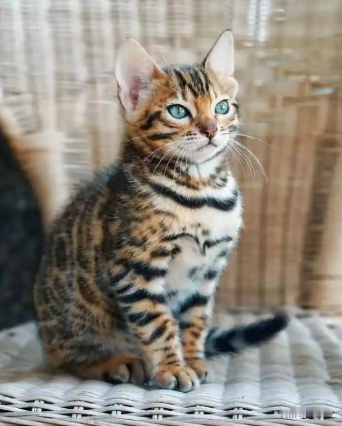 2022年，山东济南，一位女士花5800元买了一只孟加拉猫，喜欢的不得了，结果几