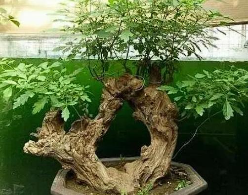 福建厦门，一男子花100元请两位农民工搬绿植，结果没想到一下来了6个人！他看到这