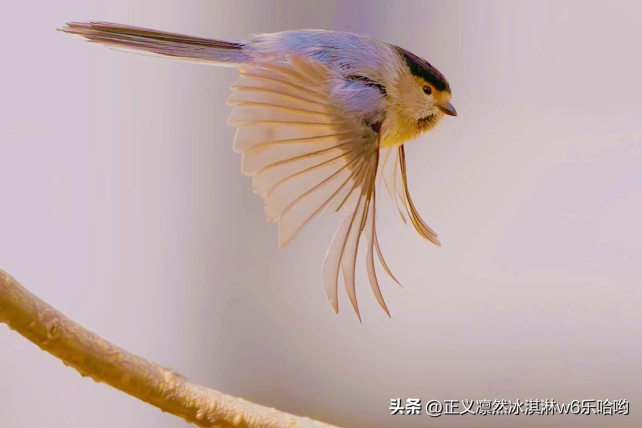 萌宠小可爱，飞跃瞬间定格！🐦📸
