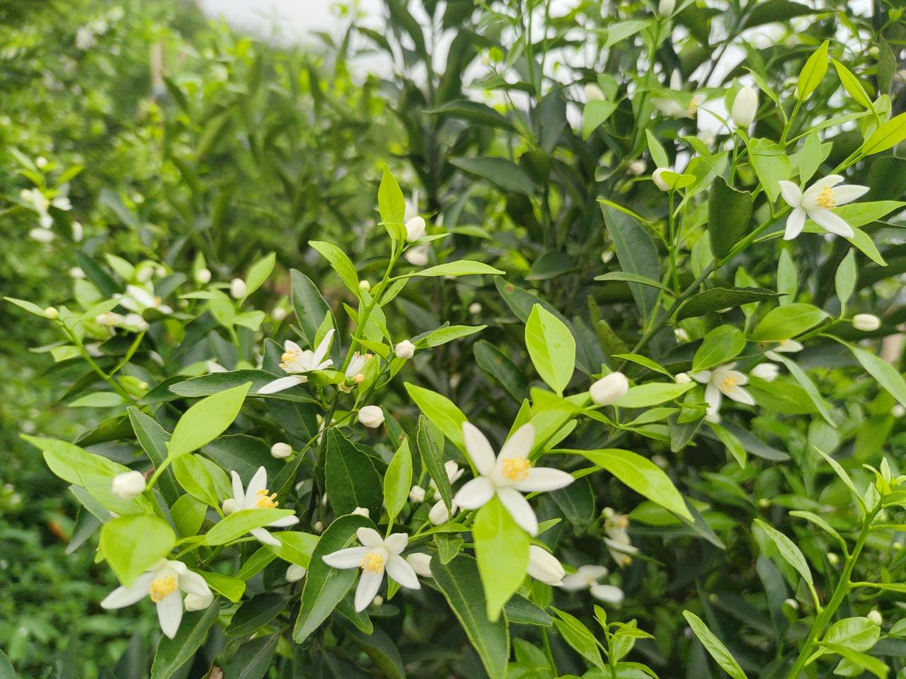 清新自然的白色花朵，点缀在翠绿的枝叶间，宛如春天的使者。