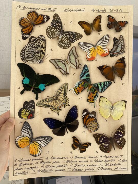 图鉴风格编号530