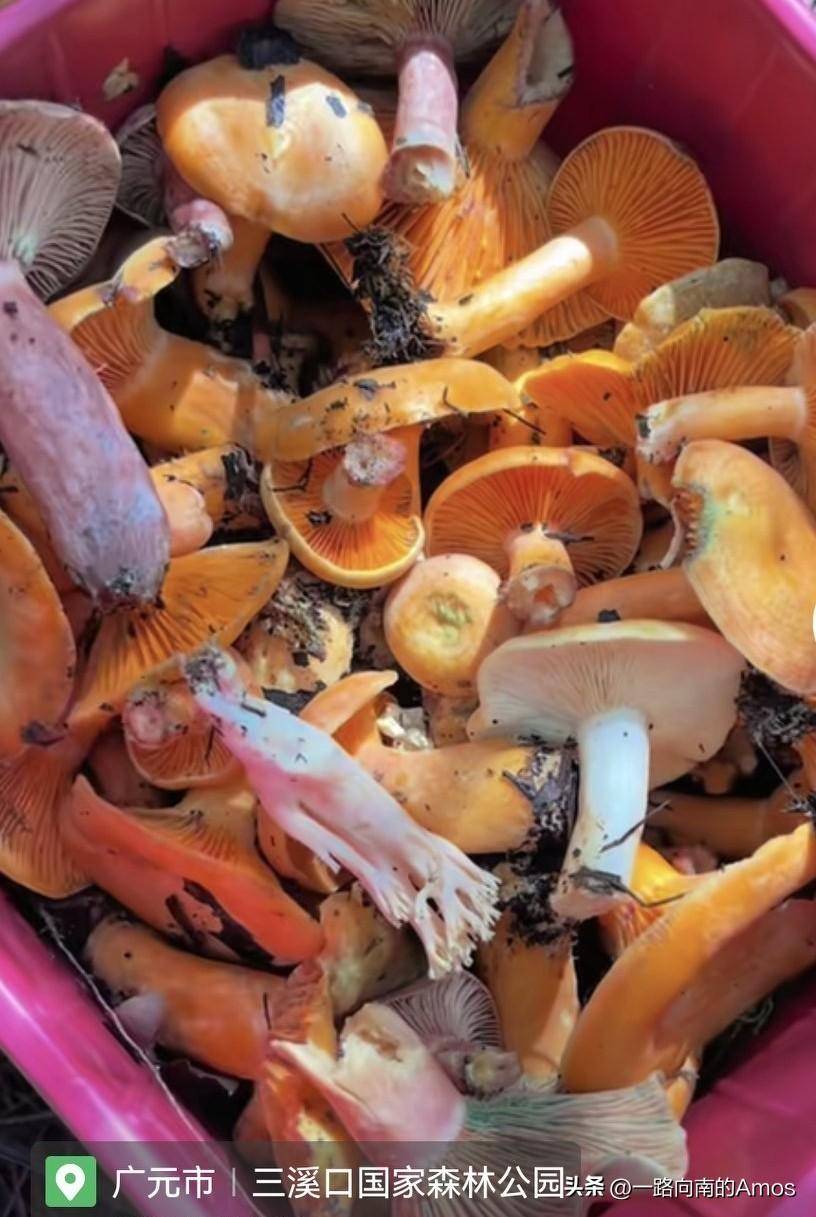 原生态的野生山珍，炒腊肉好吃的很！你吃过吗？