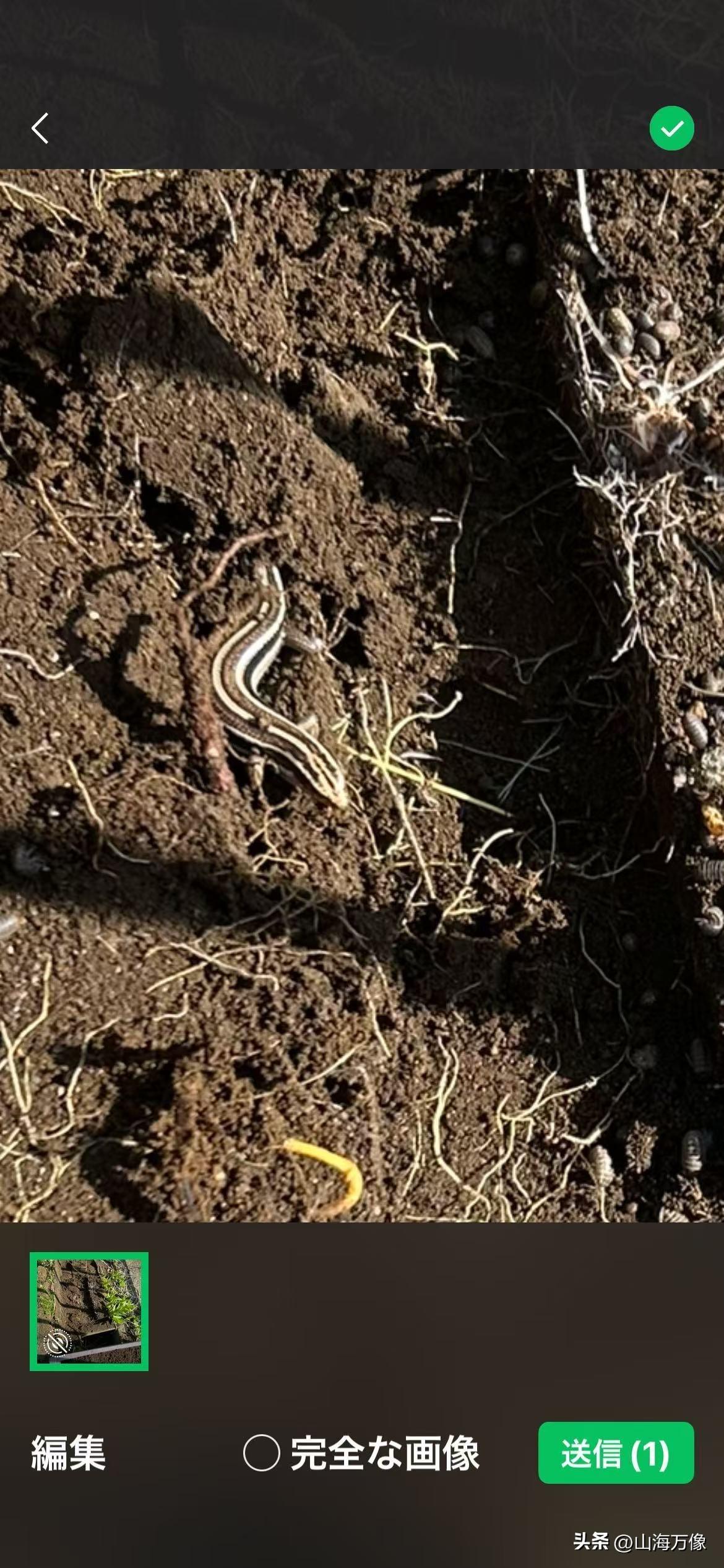 “惊蛰”是节气用语，果然很准。
今天给院子里小菜地松土时，
发现了一条藏在土里的