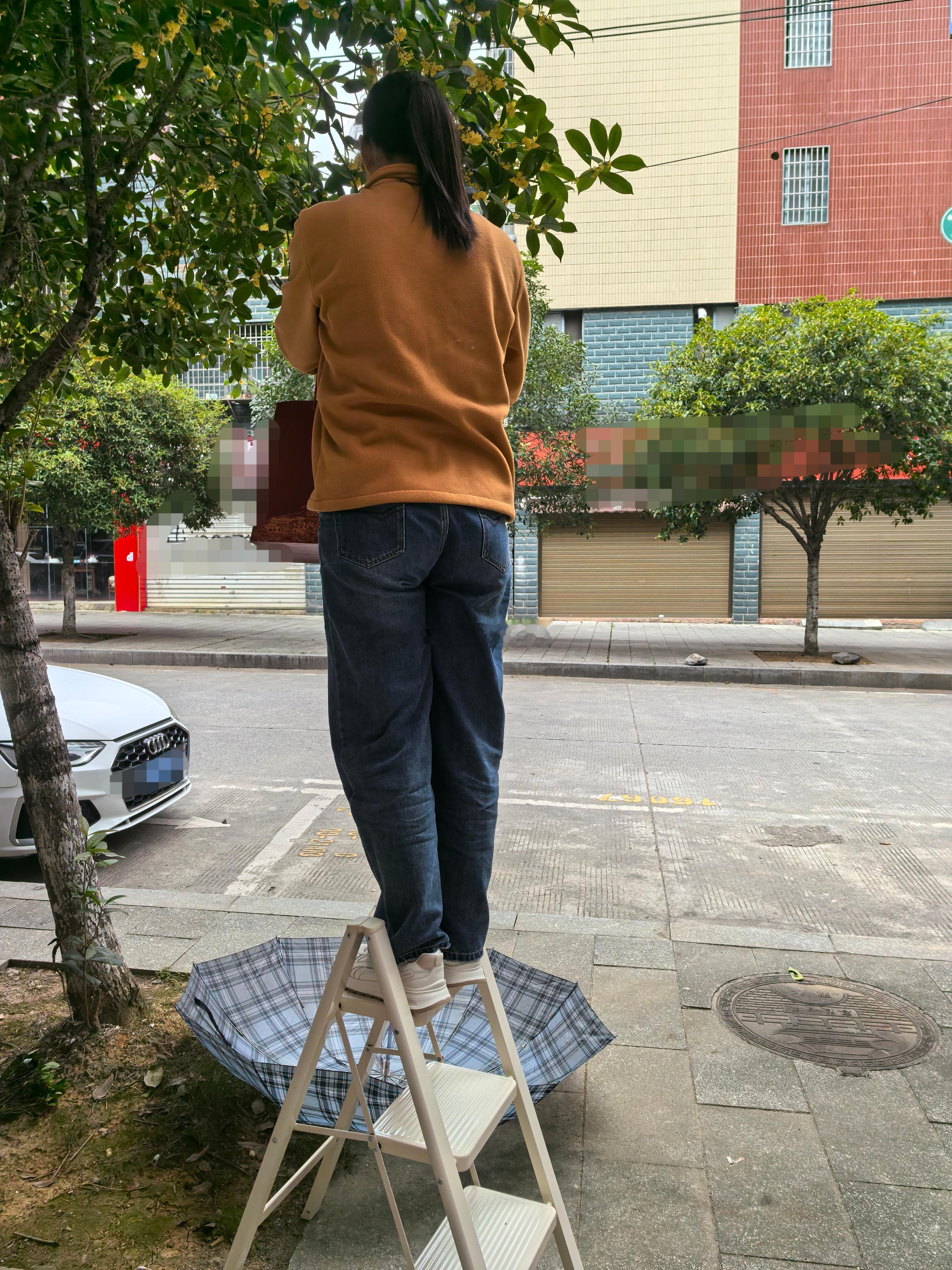 她说想酿桂花酒吃了中午饭我们就来摘桂花 ​​​