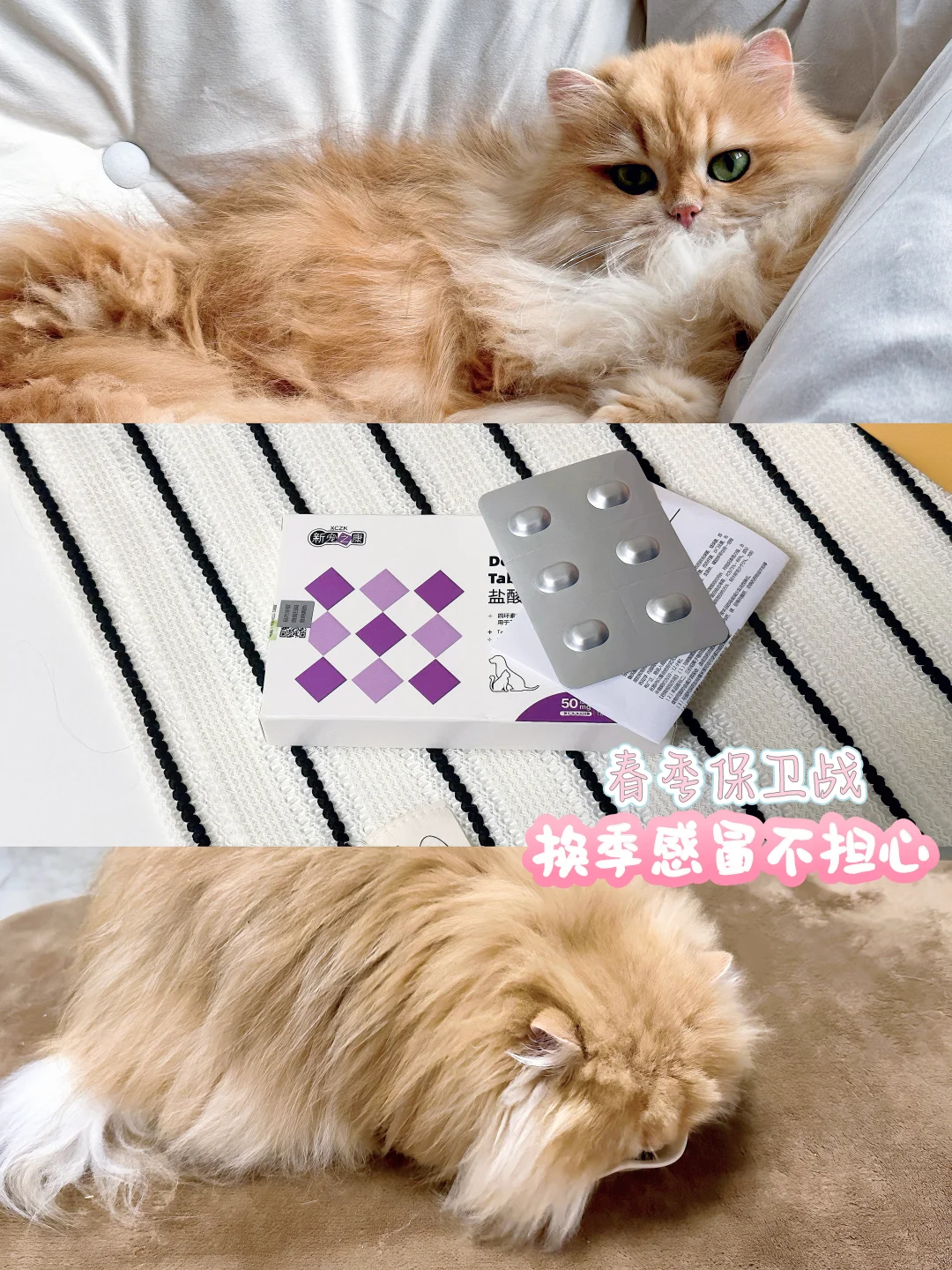 春天换季猫咪总感冒？还好我有它！