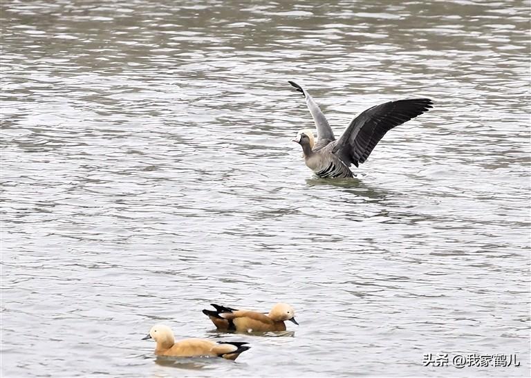 白额雁首次现身[赞]
甘肃省兰州新区[赞]
近年来，秦王川国家湿地公园通过持续的