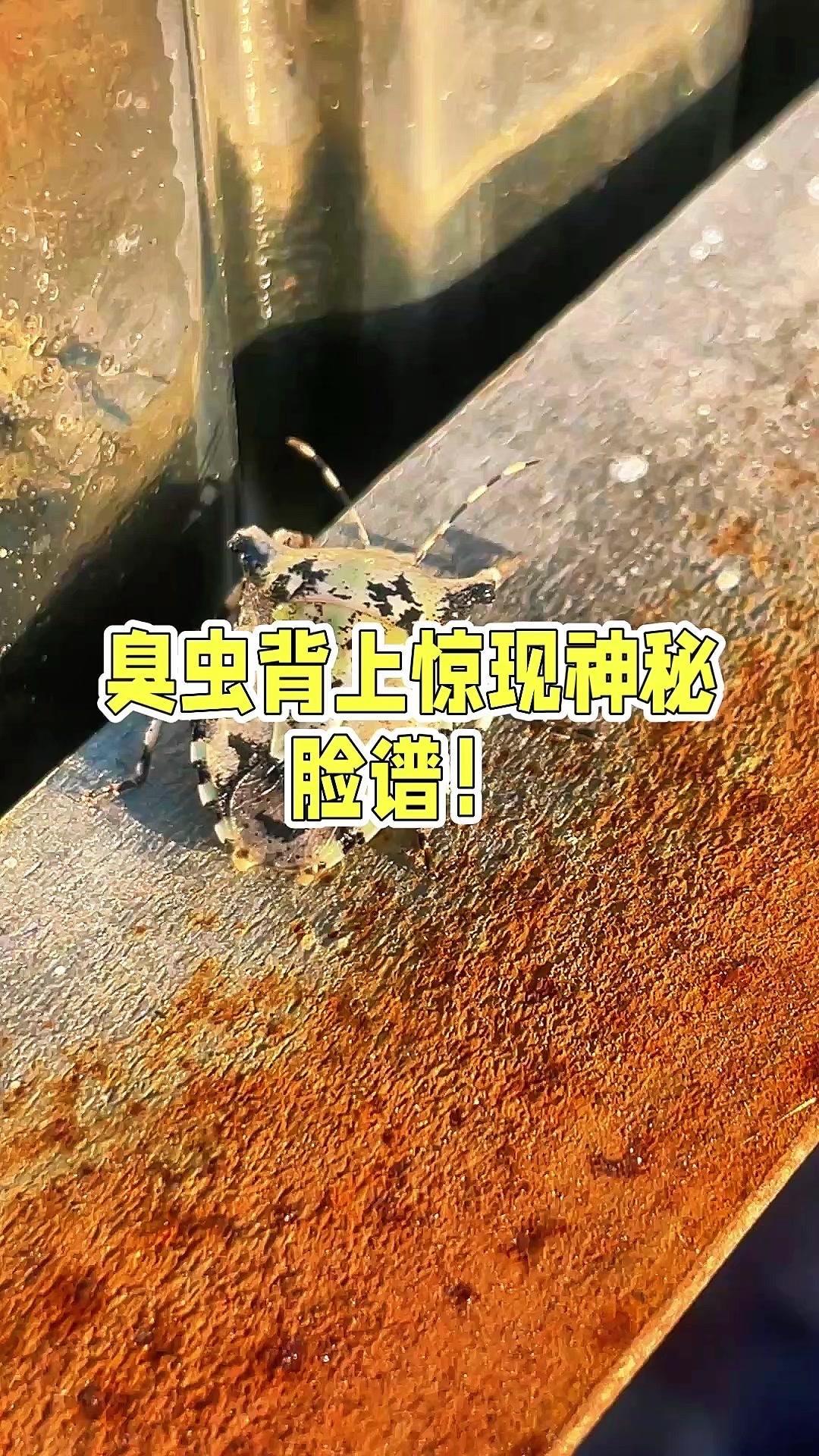 臭虫背上藏着神秘脸谱？！今天在山里发现只臭虫，仔细一看它背上的纹路，居然像顶着一