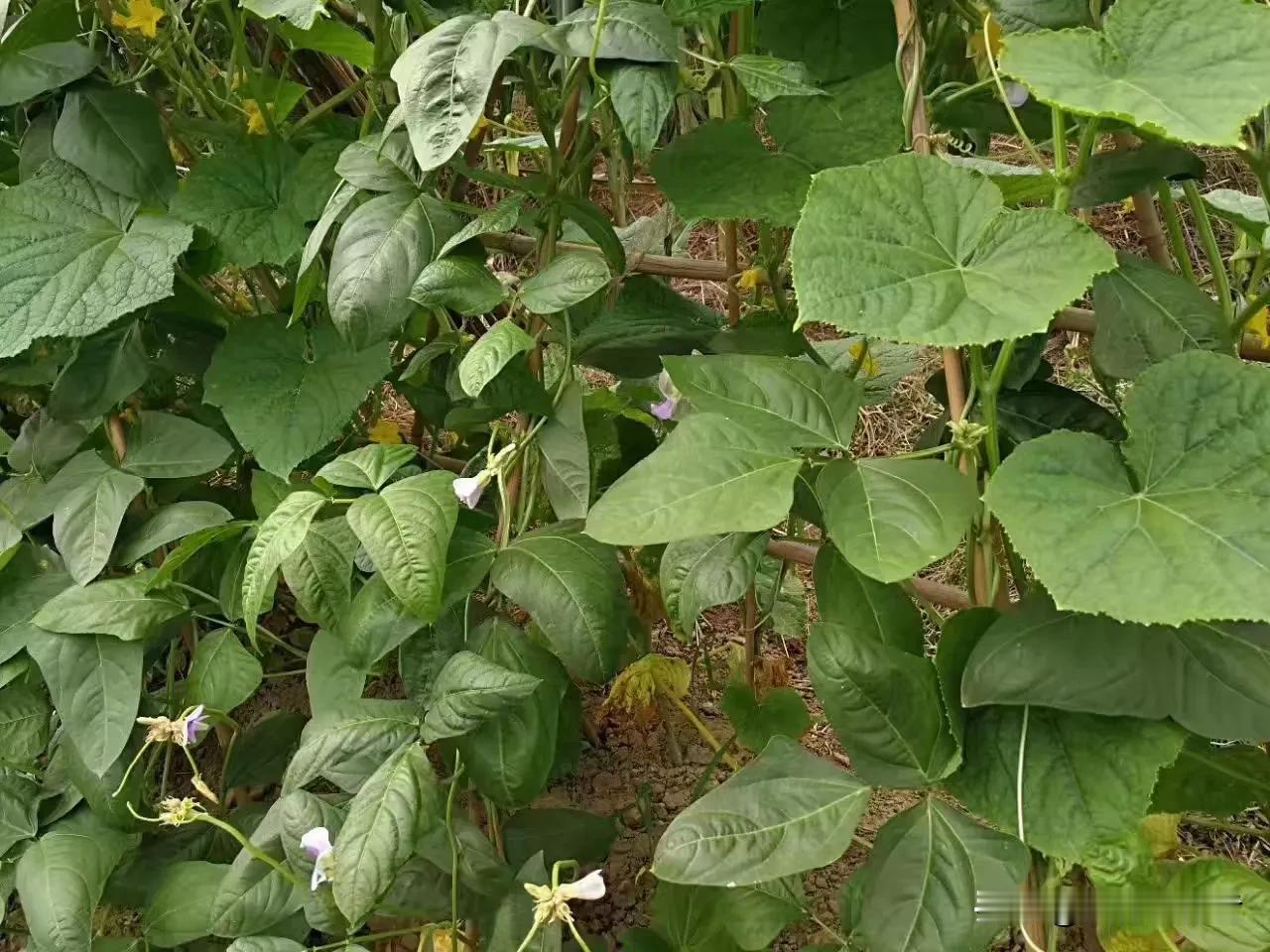 绿意盎然，花影摇曳。初夏的应时蔬菜。