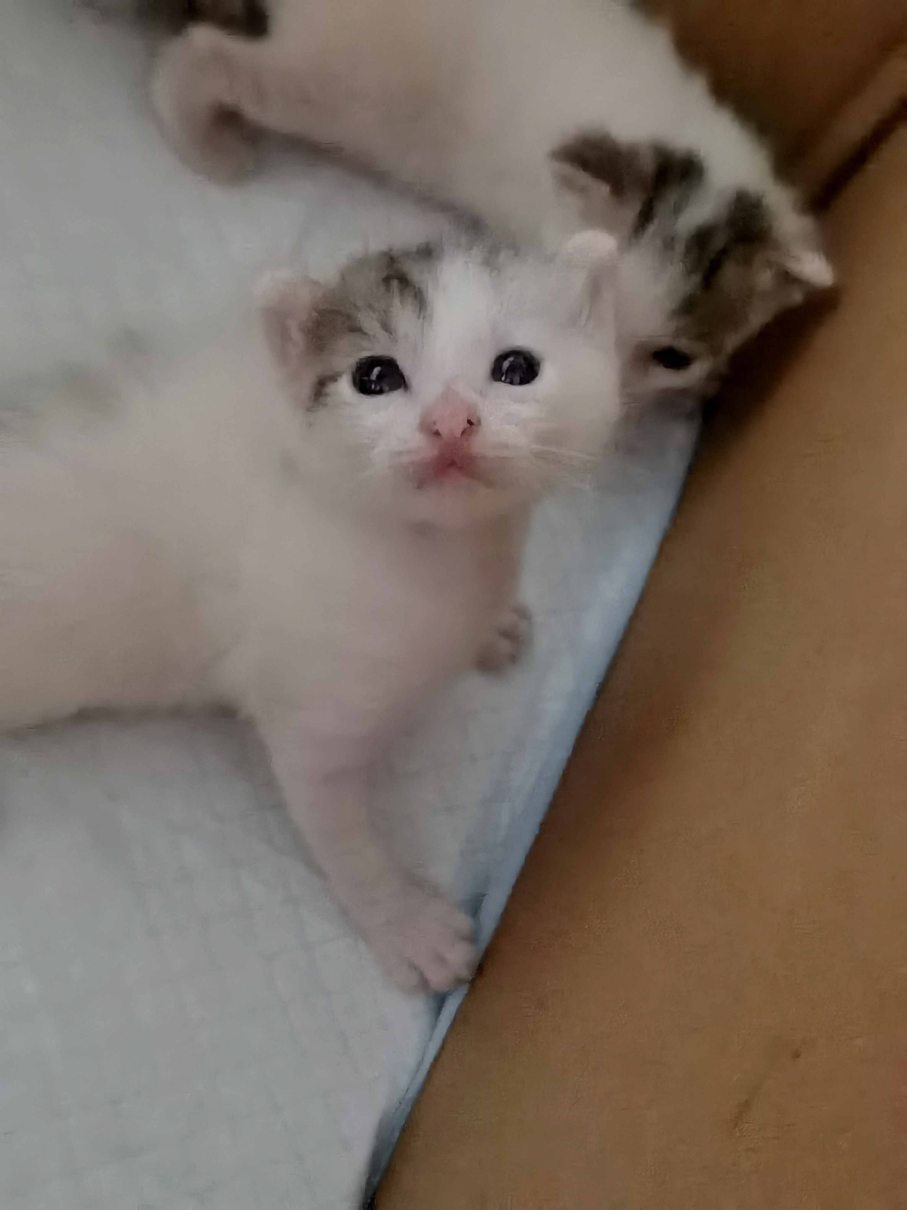 🐱 第20天太可爱啦，已经会蹒跚学步了，很努力地蹬腿，好像认识我了，还会听我嘬