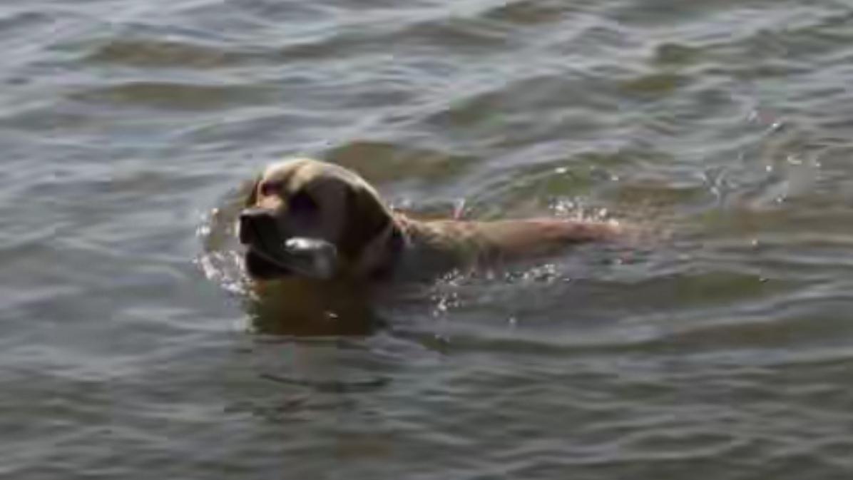🔥太离谱！女子放狗下滇池戏水，网友怒了。昆明滇池边，一女子多次扔瓶让爱犬下水追