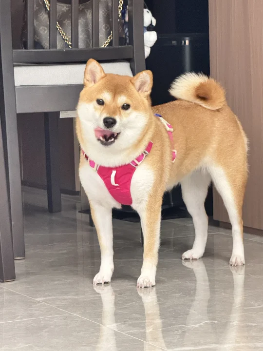 这动作纯纯使唤我呢！