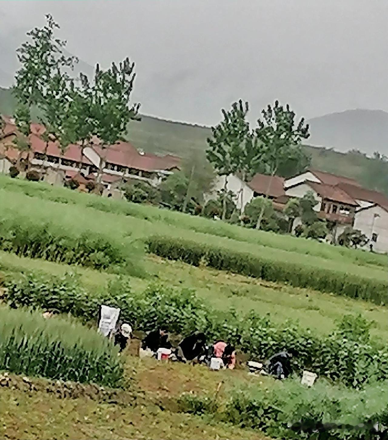 《农忙（李林摄于汉中城固）》