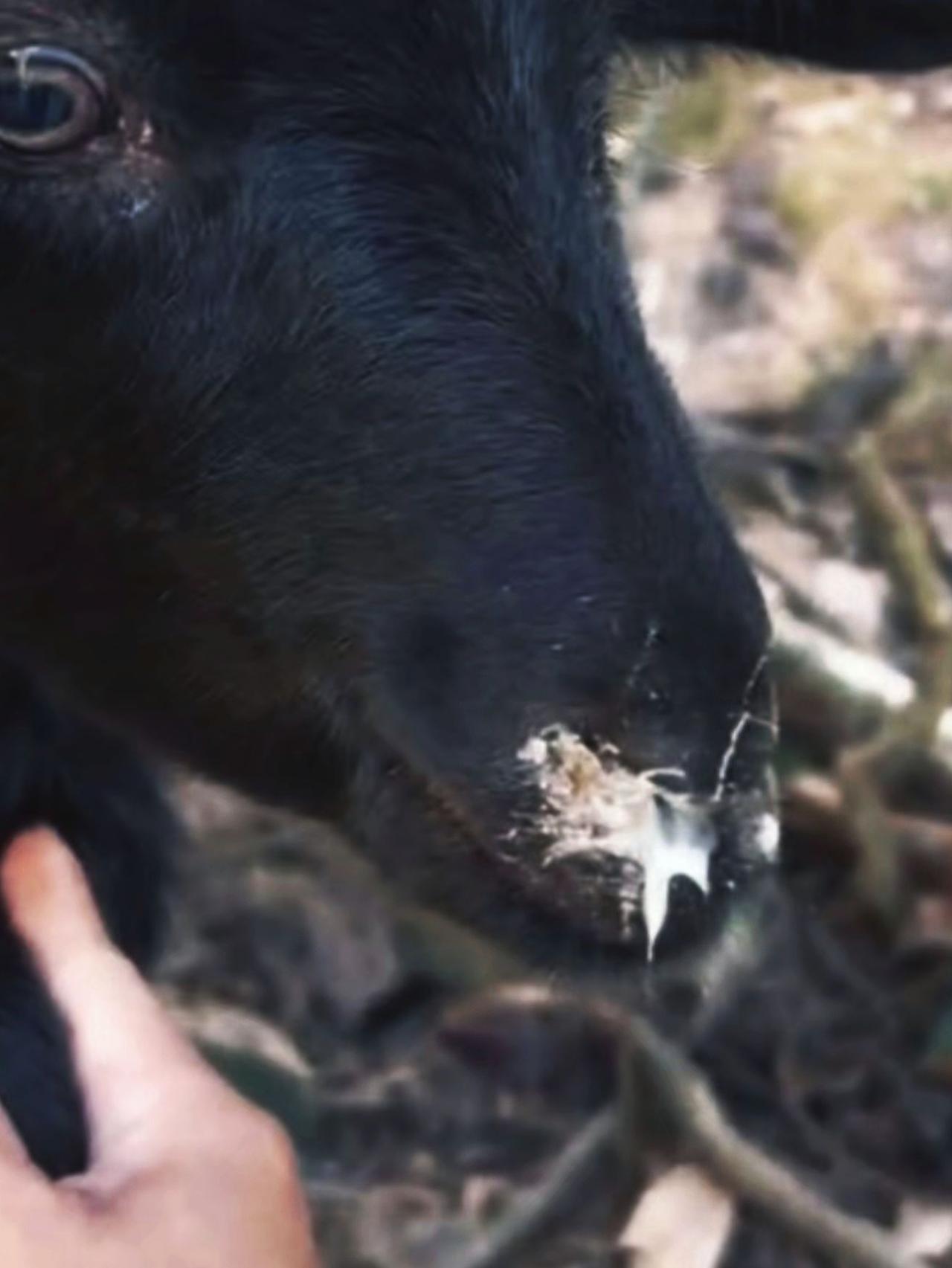 养羊人 农村养羊