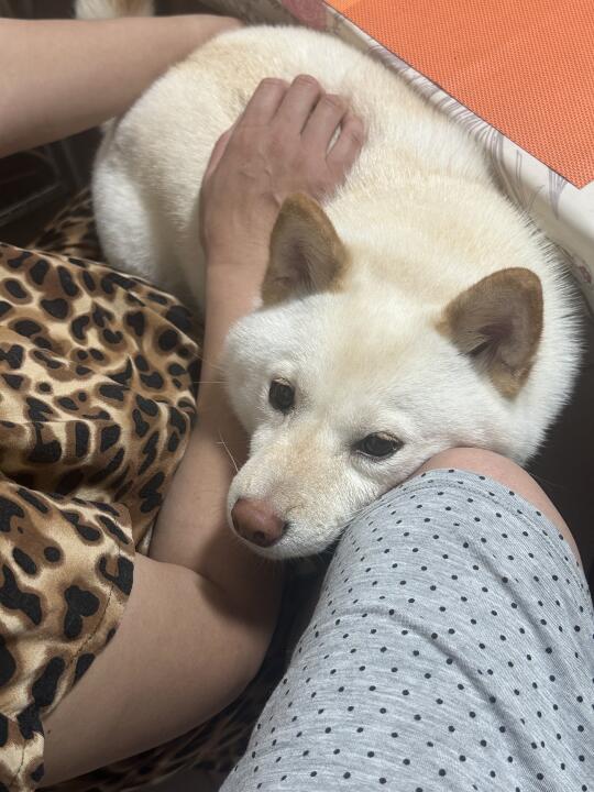 一条毛毛虫🐛