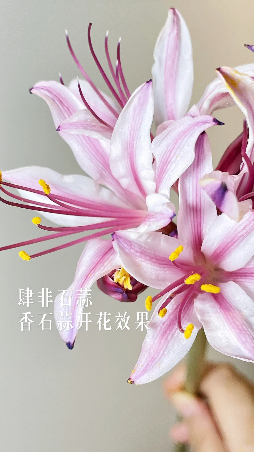 香石蒜开花效果  一束粉色的星星