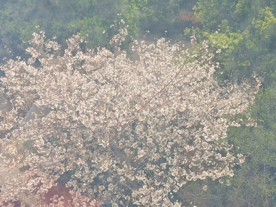 ，明亮又温柔。

下楼，找到这株树，前前后后拍个不停，太美啦！春天，武汉的樱花无