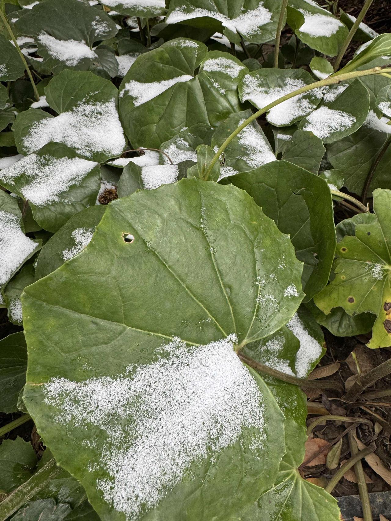 昨天早上苏州下了半个小时雪，下午出门还拍了张残雪的照片。