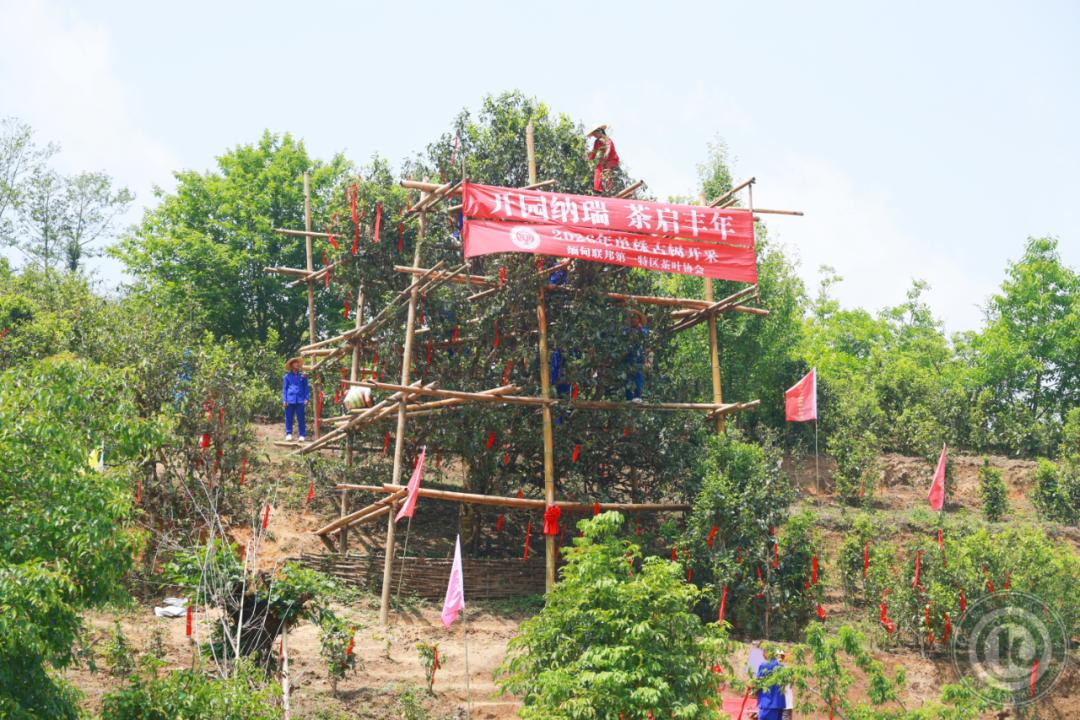 缅北果敢地区的新茶又要上市了。

和往年一样，果敢地区的茶叶，还是面临着销售困难