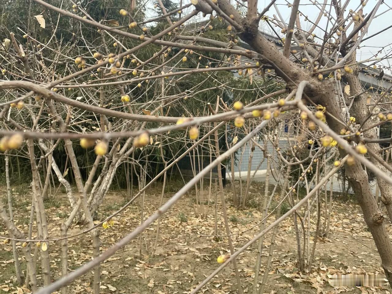 【七绝•冬到人间天降寒】
冬到人间天降寒，风吹落叶舞翩跹。
不知大雪飘何处，惟有