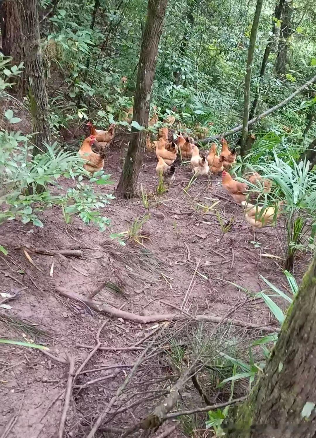 明天进城送鸡蛋🥚鹅蛋🥚，谁要啊？要就来拿哟！