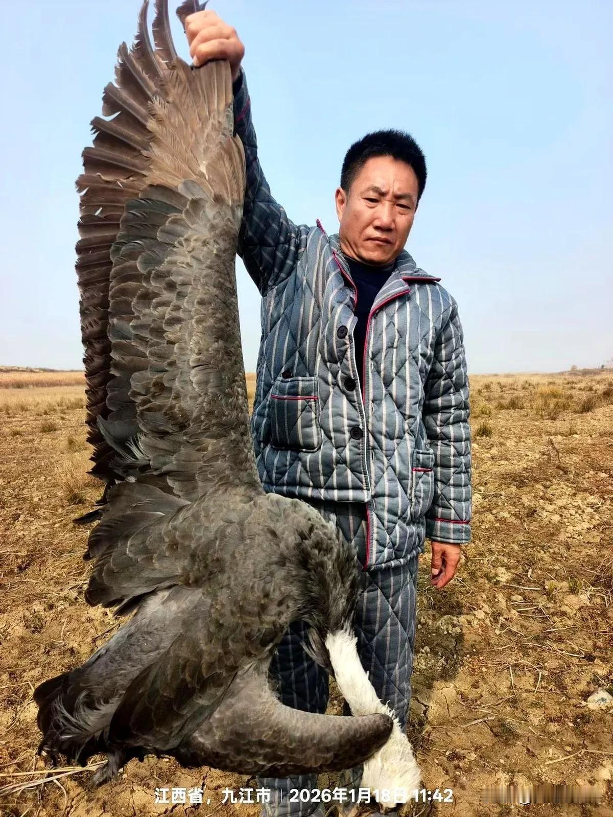 鄱阳湖出事了，志愿者在禁猎核心区摸黑巡护时捡到一包白色颗粒，一验成分是被农业部明