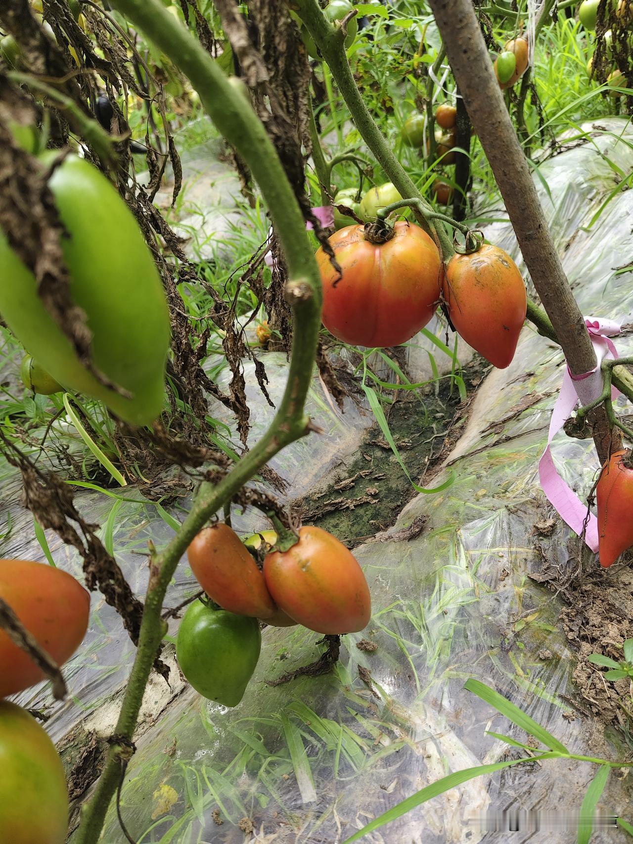 夏日生活打卡季柿子🍅熟了