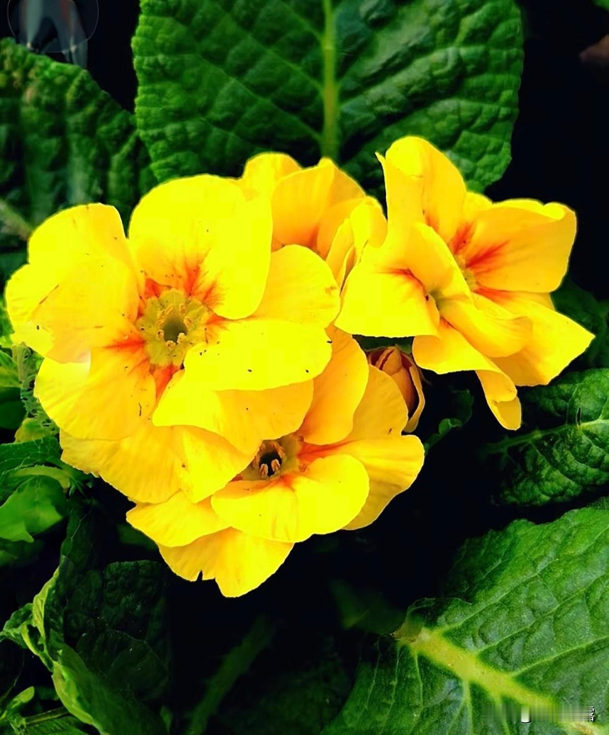 立春至，万物苏，春风暖，福运稠！愿春日安暖，岁岁无忧，万事顺遂，四季长安。立春，