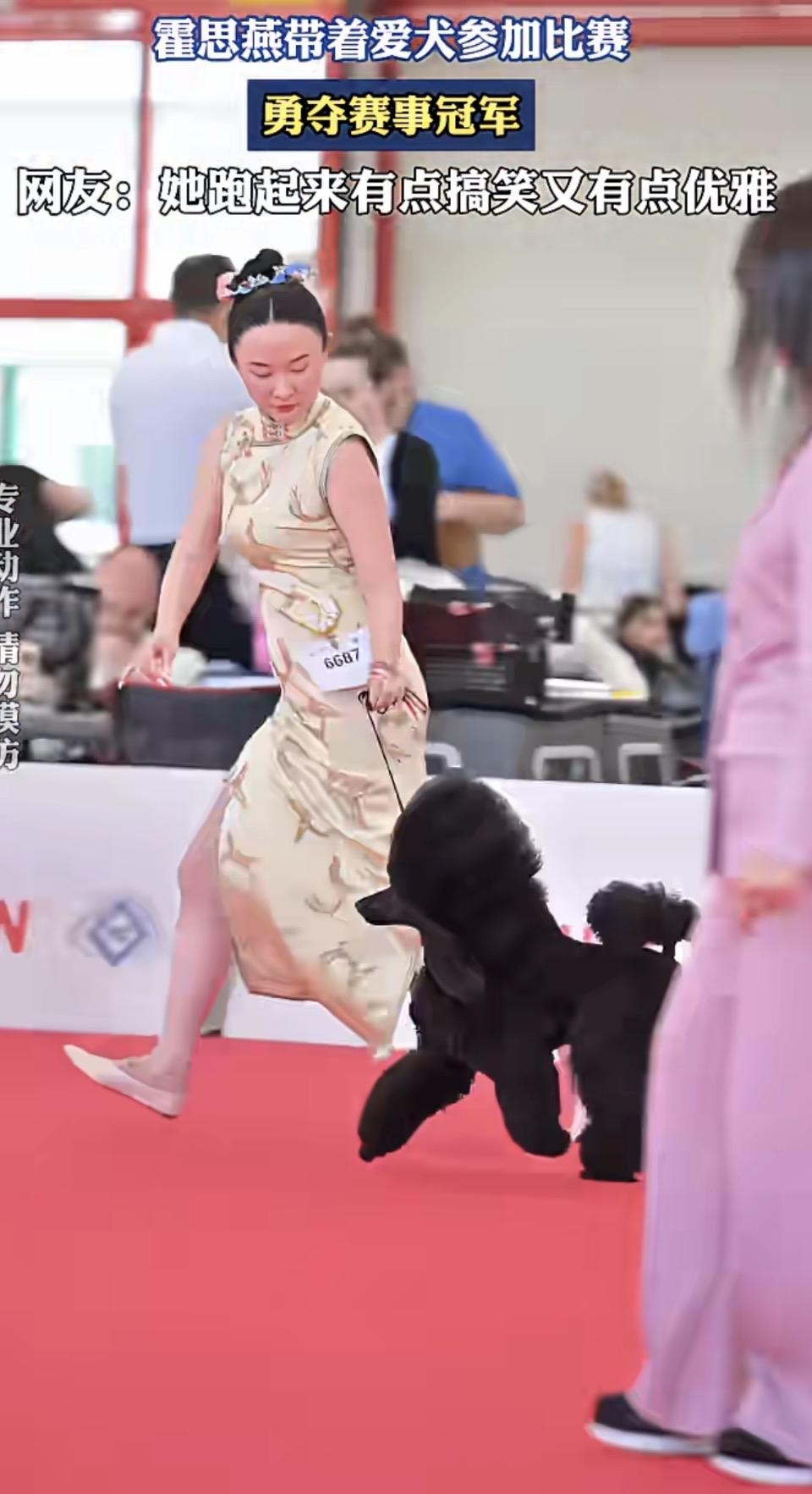 旗袍牵犬踏红毯：霍思燕携贵宾犬赛场折桂，中西碰撞出圈
⬇️⬇️⬇️⬇️⬇️⬇️⬇