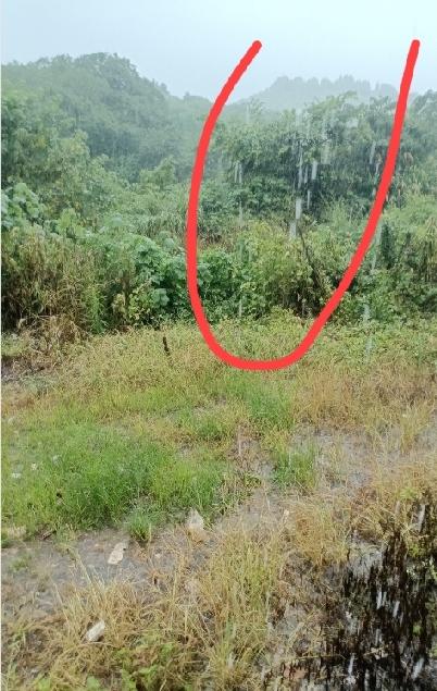 憋了两天，终于还是憋不住了！

足足闷了两天，下午四点，云层终于化作大雨倾泻而下