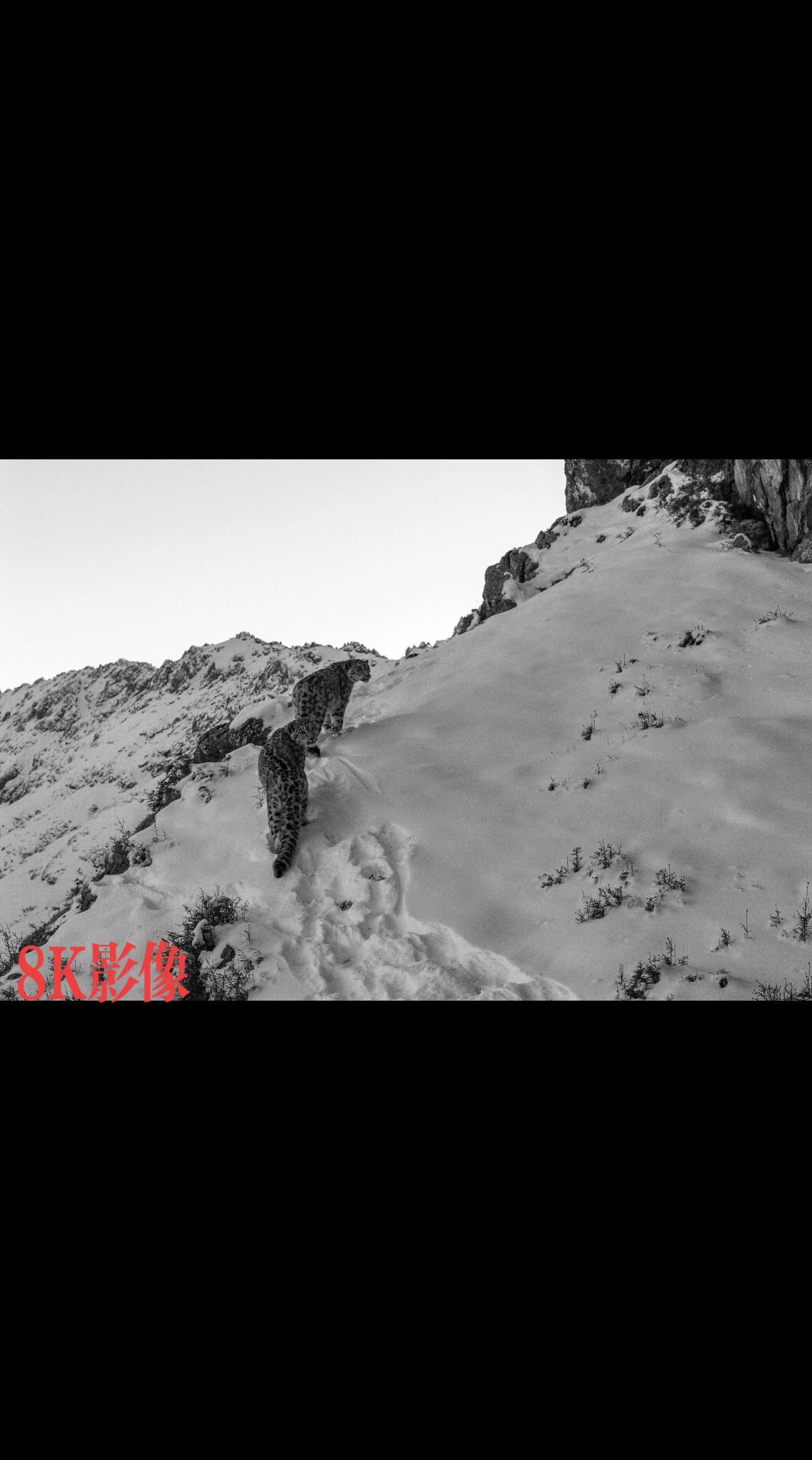 如影随形的雪豹兄弟，还不时的回头望着我，不服气的样子……
祁连山国家公园青海片区