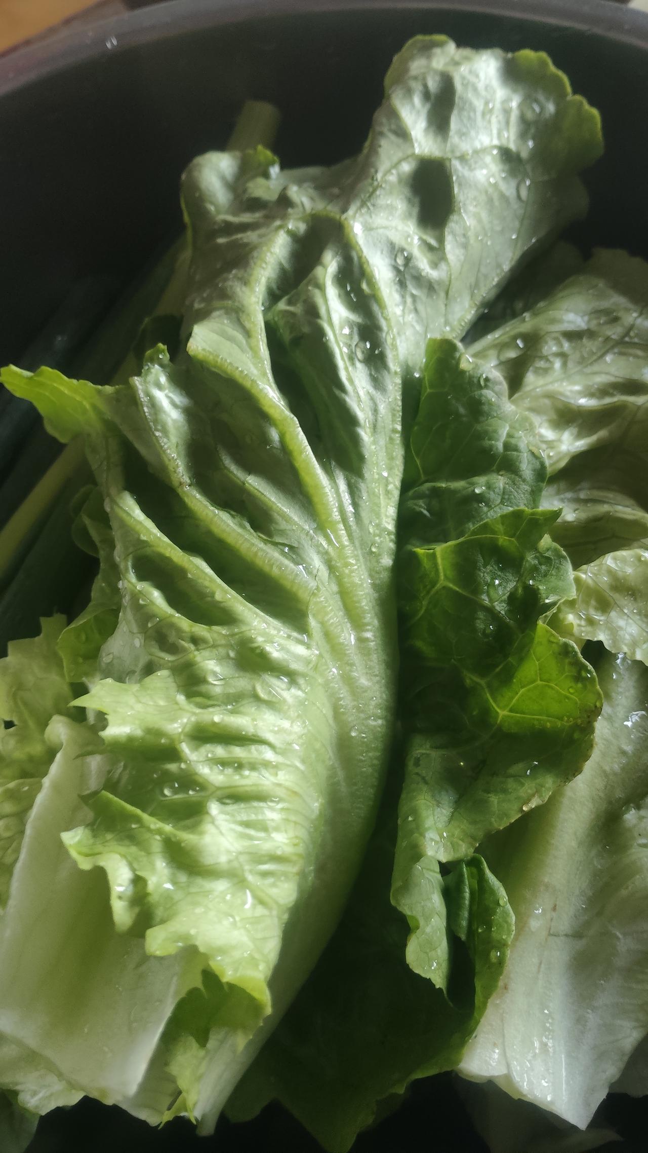 今天买菜的时候，发现副食超市有一个卫生隐患！那就是生菜区。

一群人，扒来扒去，
