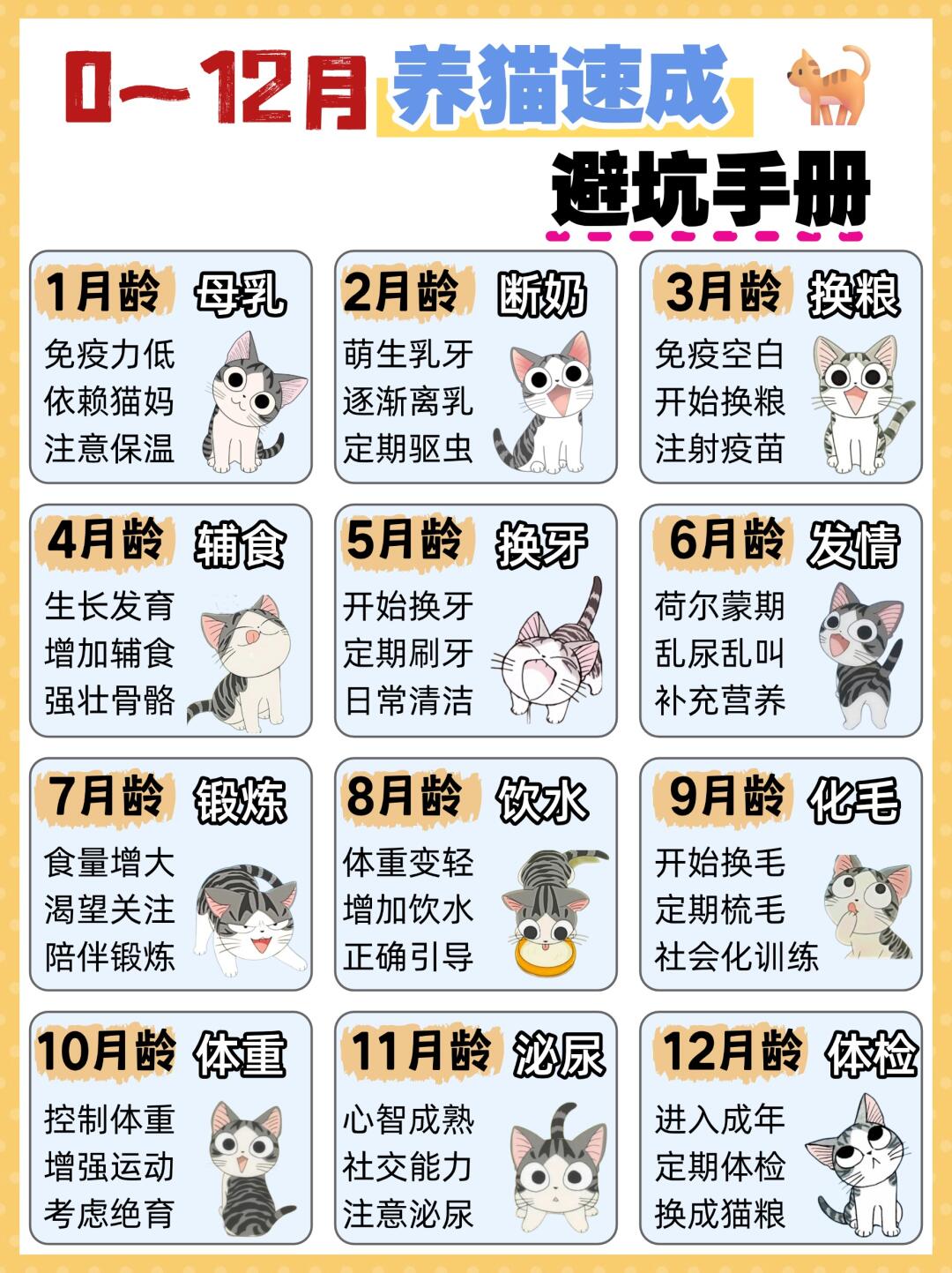新手养猫必备✅0-12个月猫咪喂养指南