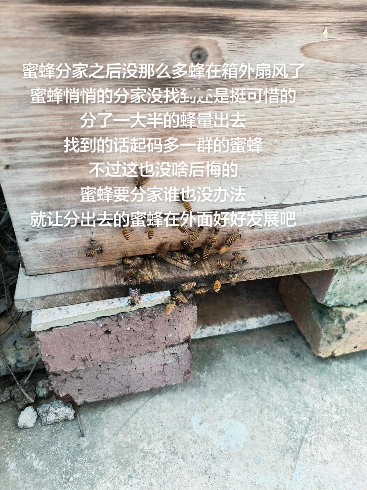 蜜蜂分家之后没那么多蜂在箱外扇风了
蜜蜂悄悄的分家没找到还是挺可惜的
分了一大半