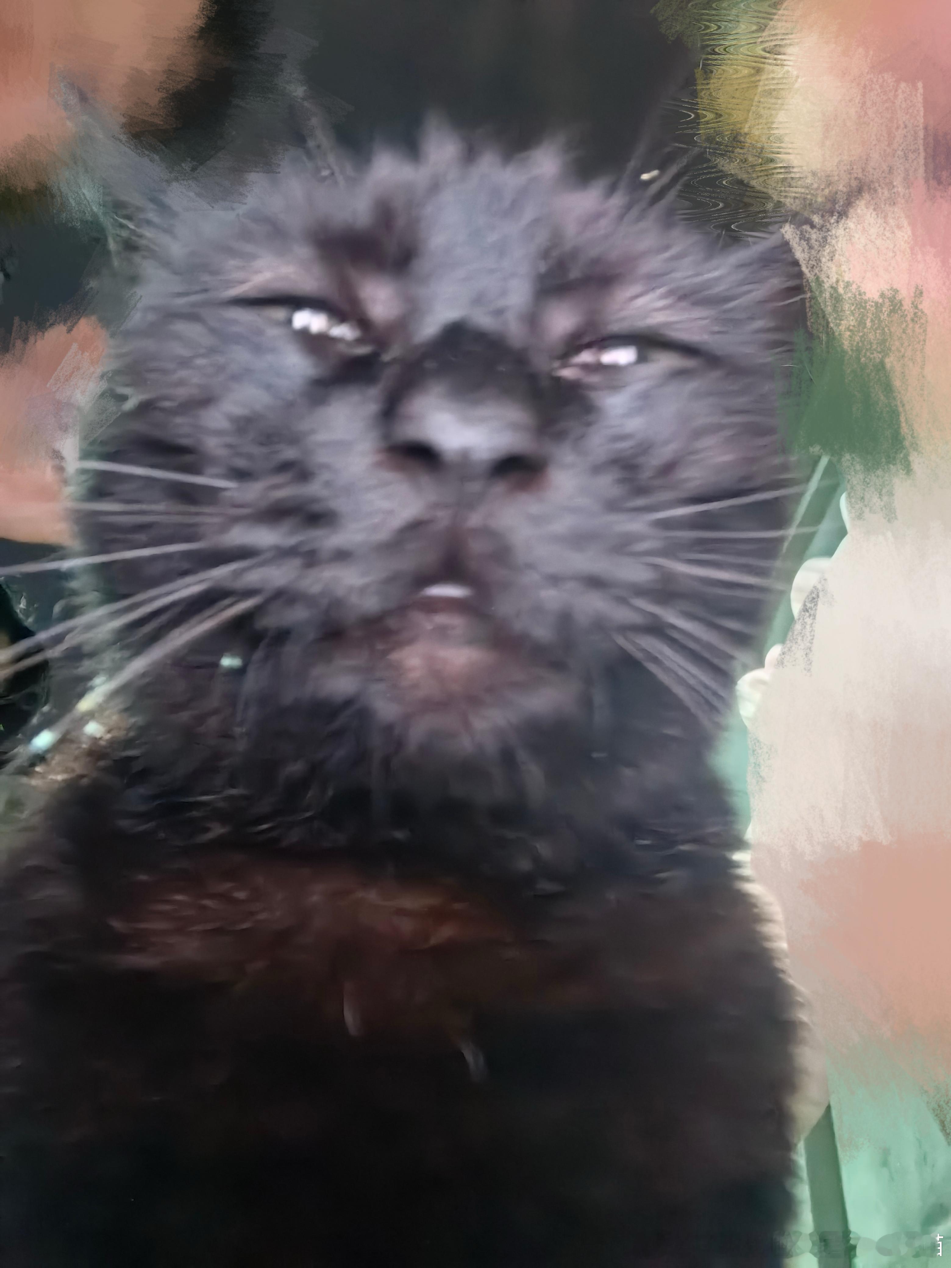 49524【丑猫】始终忘不掉你那双忧郁的双眼 