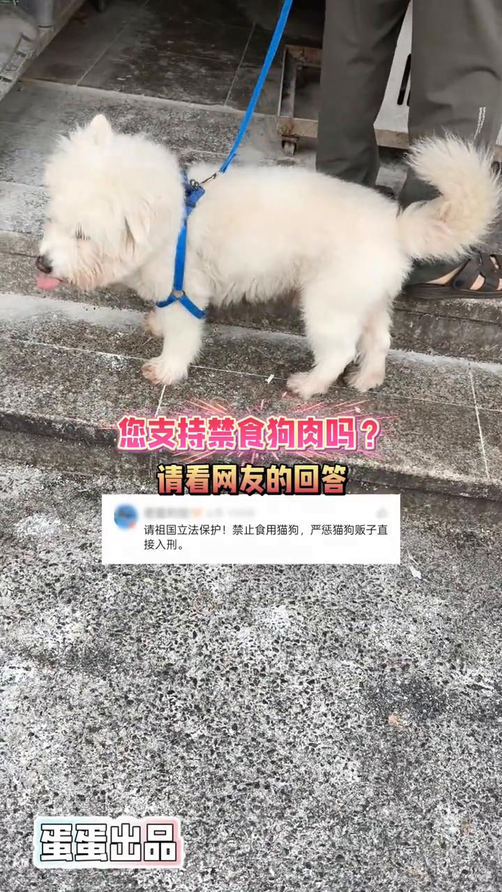 您支持禁食狗肉吗？请看网友的回答。
蛋蛋出品。