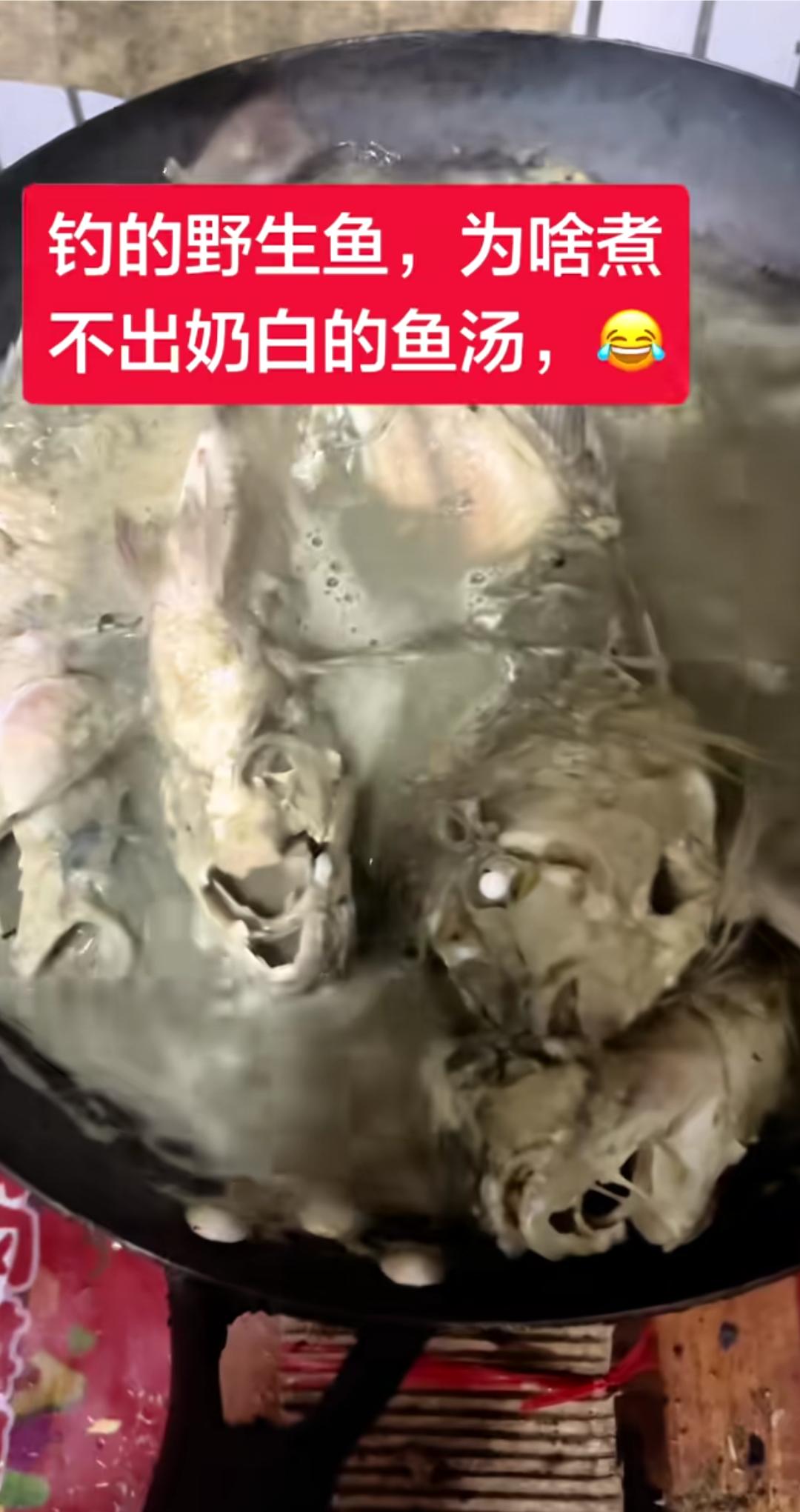 为啥别人煮的鱼汤奶白奶白的，就是总是煮不出那样的颜色和味道，你们知道这是为啥吗？