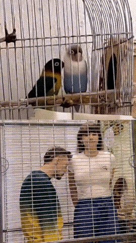 人类模仿了鹦鹉的颜色
鹦鹉模仿了人类的行为

这就是创意，养两只鹦鹉，诱导鹦鹉模