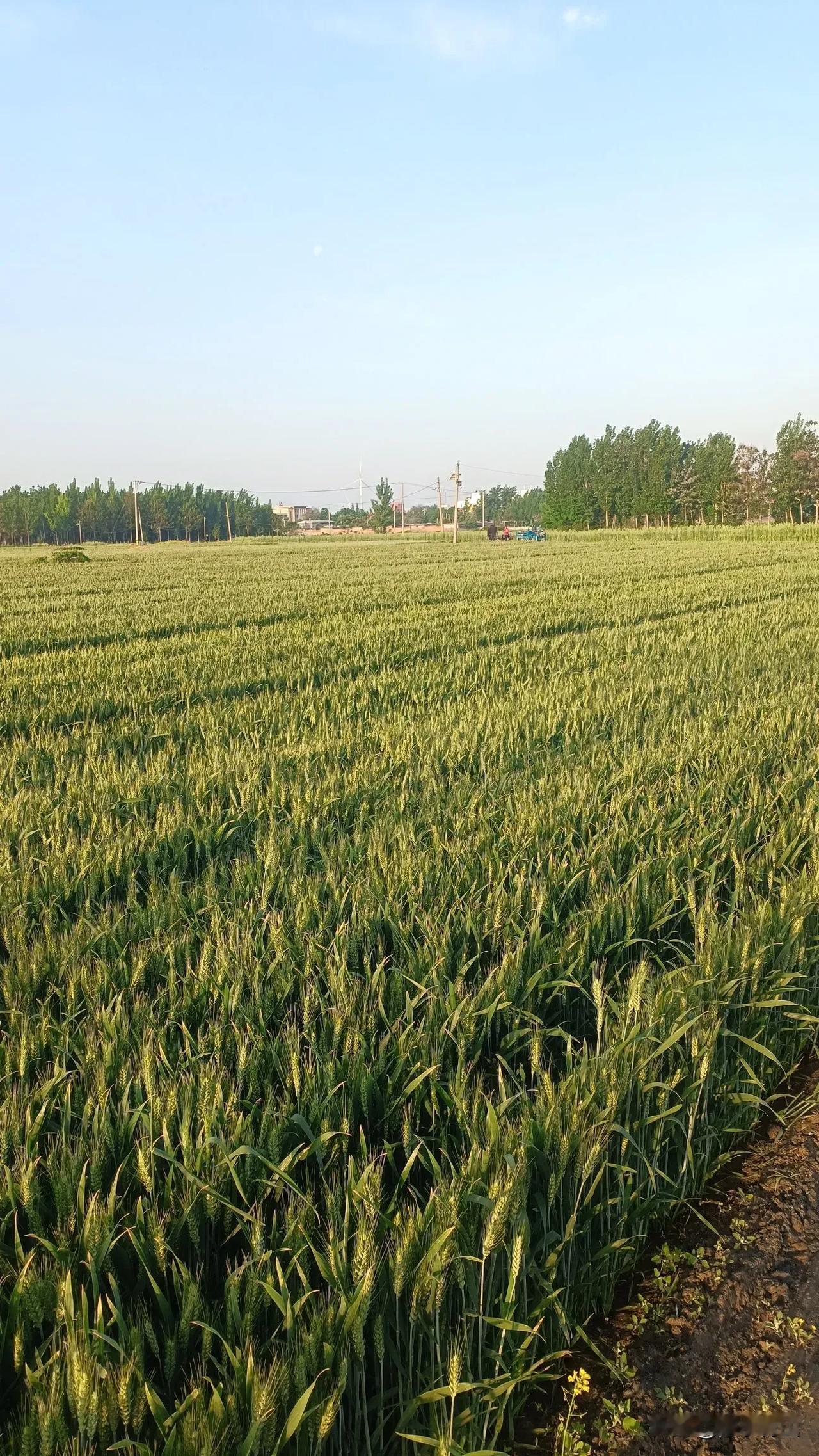 立夏
田埂麦垄黄，清风拂山岗。
草长莺飞起，野花缀路香。
游客踏青途，牧童横笛响
