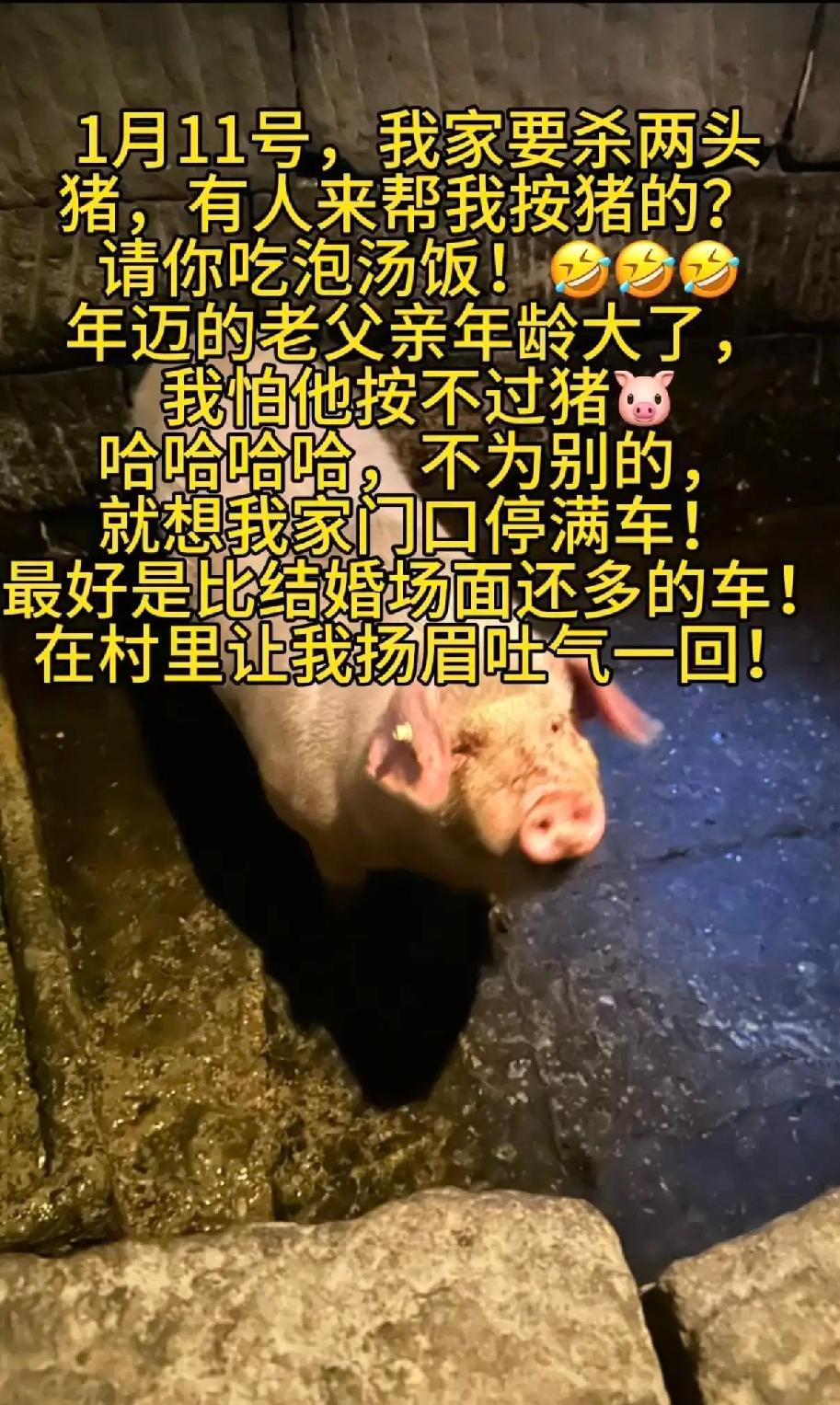 两头猪杀出个“江湖”

杀猪也要发抖音求助？重庆姑娘这招绝了！老父亲年纪大按不住
