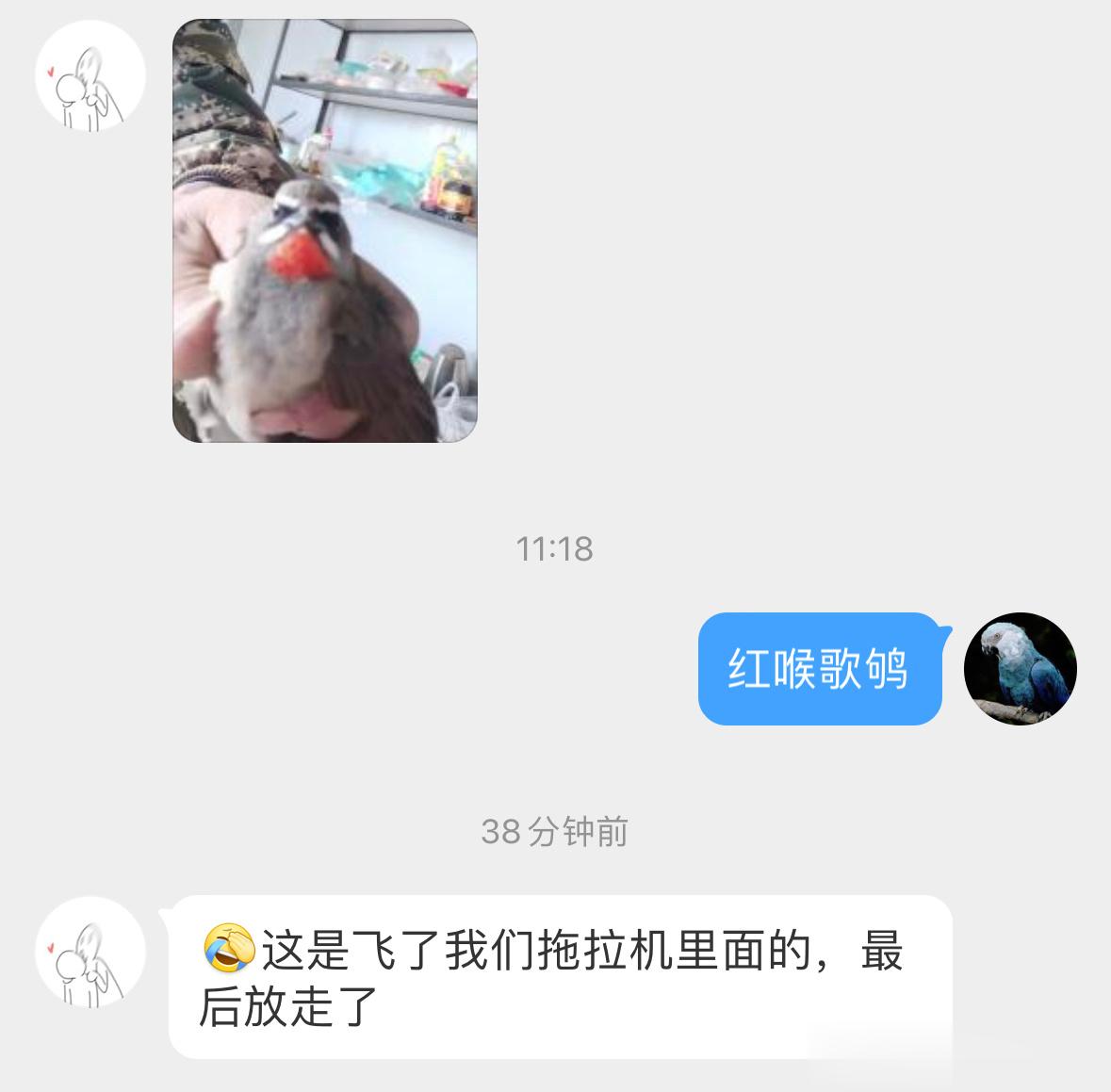 #鸟粉投稿# 飞拖拉机的🚜【红喉歌鸲qú 】一脸严肃哈哈  它们是二级保护鸟类