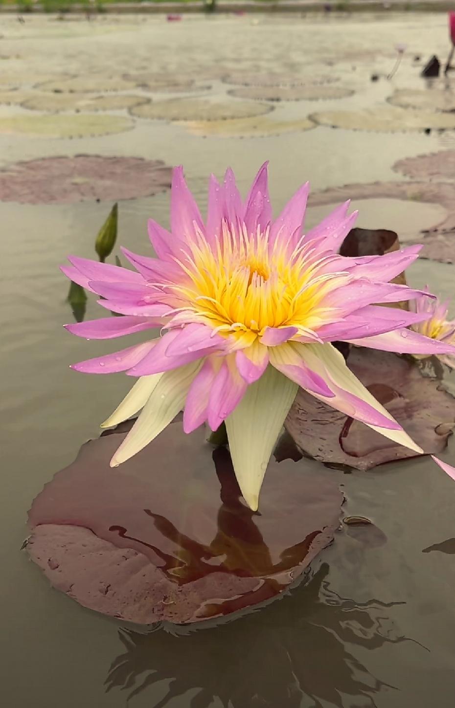 随拍夏日花朵随手拍～