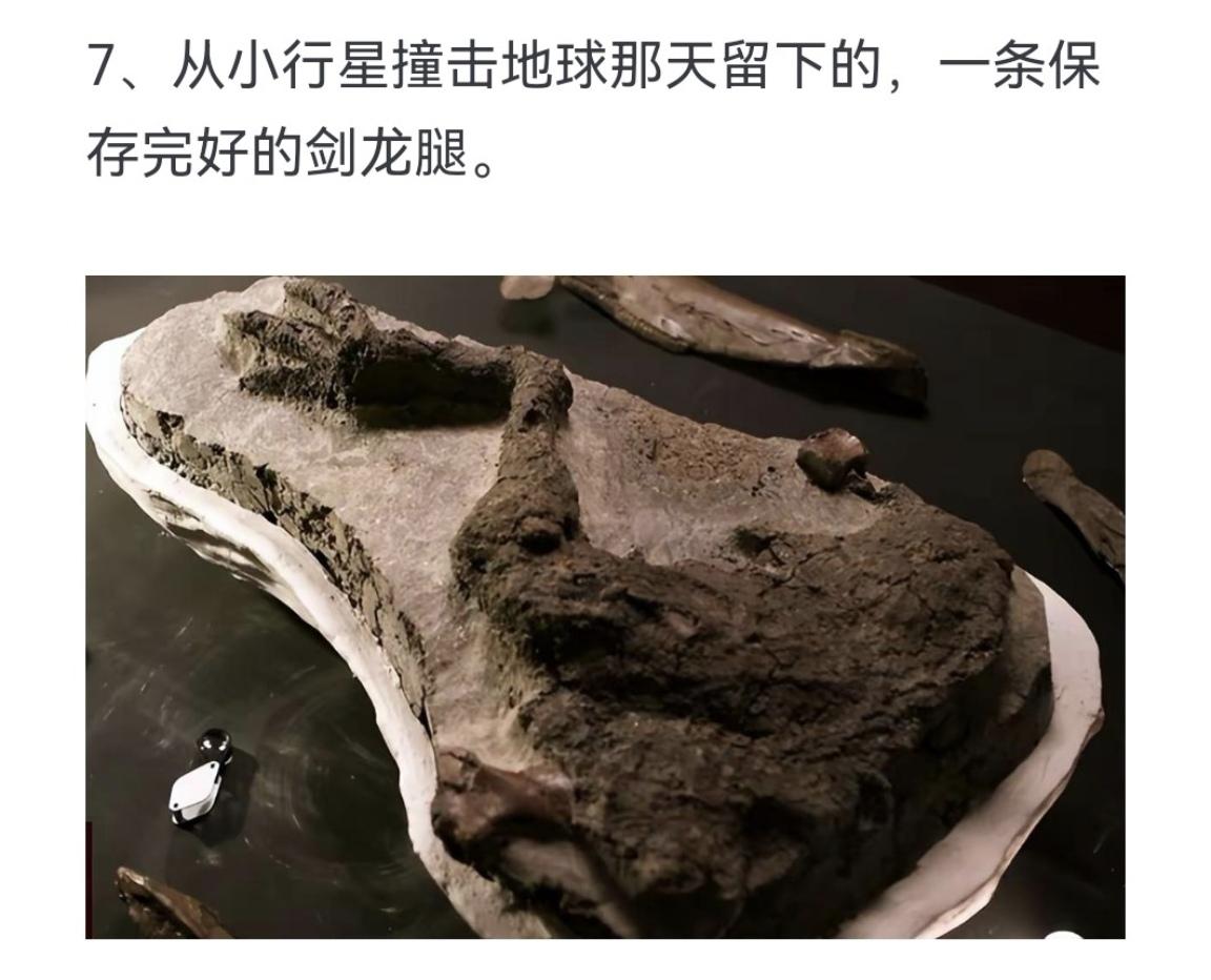 从小行星撞击地球那天留下的，一条保存完好的剑龙腿