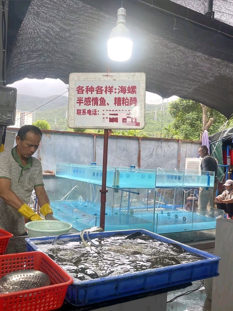 半感情鱼是什么鱼？有没有人懂的？ ​​​