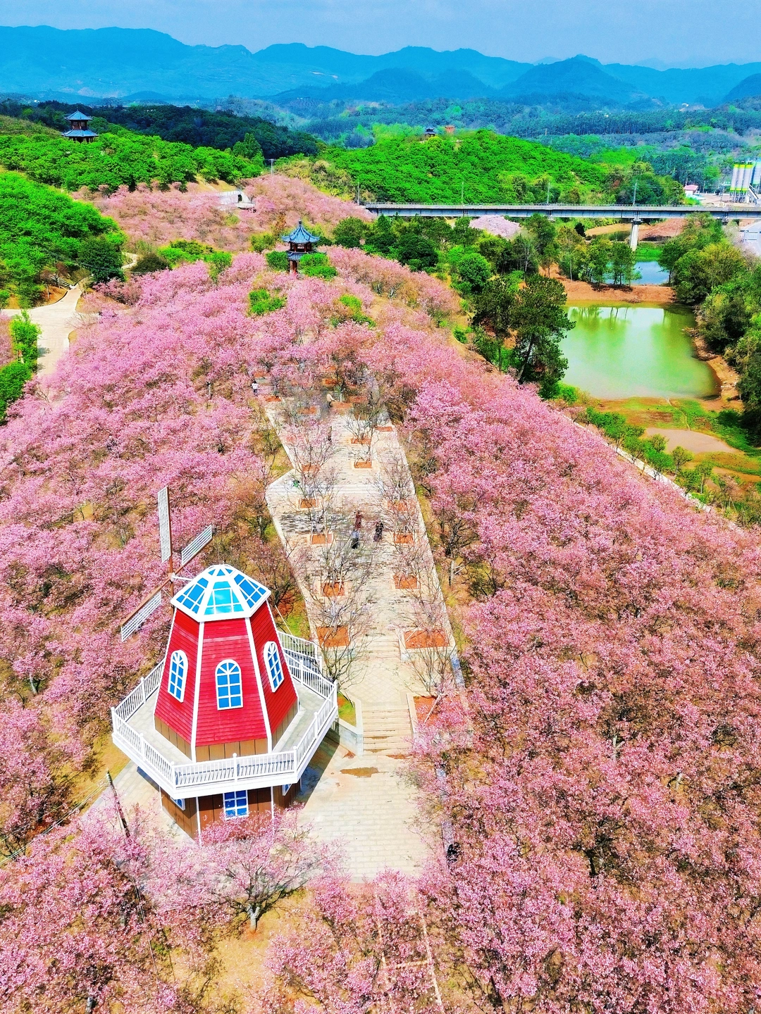交换春天🌸带娃在韶关遇到免费浪漫樱花海