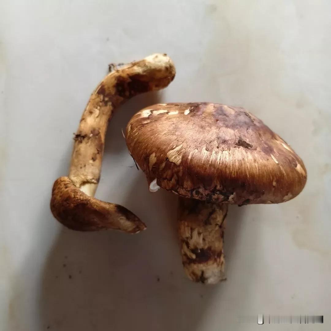 今天又吃松茸菌子了。昨天朋友送来开伞的几朵，同样是一种菌子。做两个菜了。各有各的
