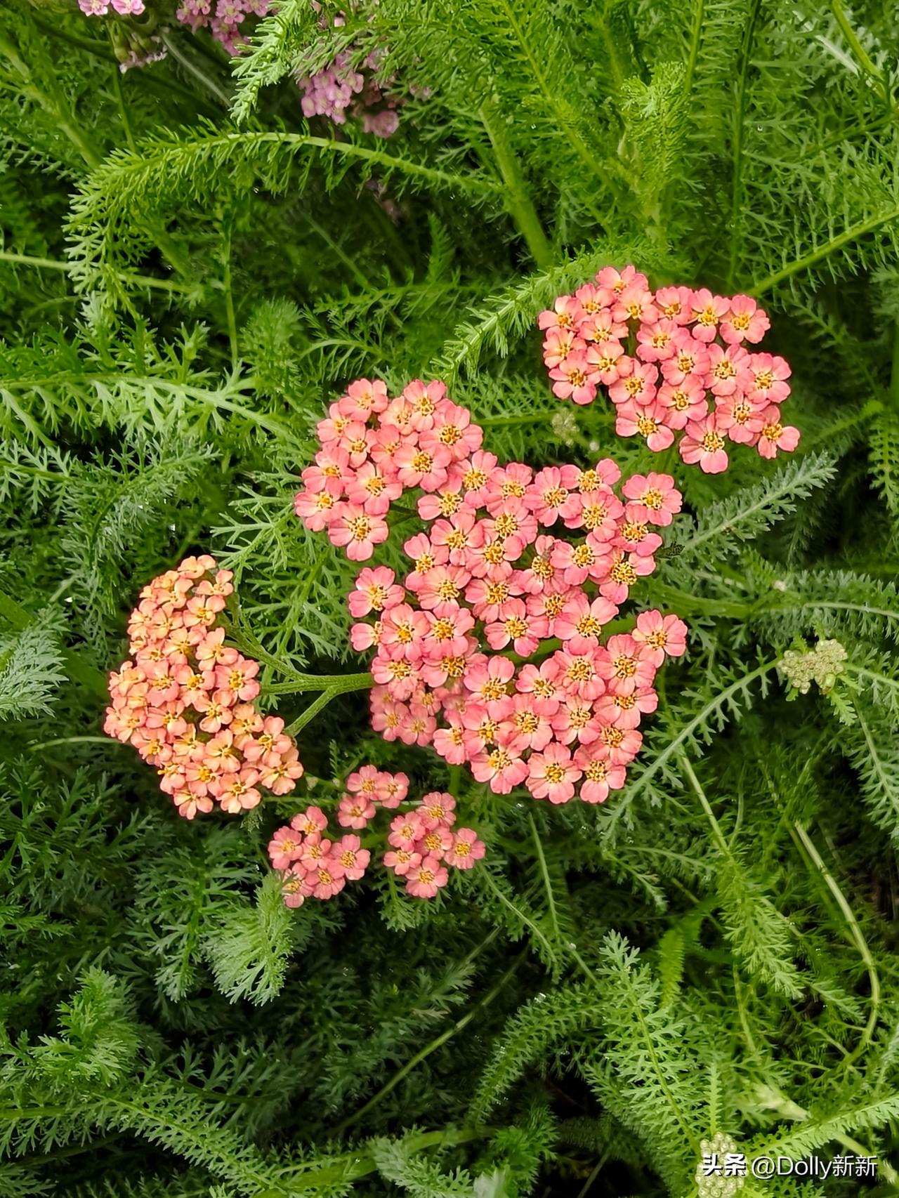 蓍草
山野之间，庭园之侧，常可见一丛丛蓍草，青茎疏叶，亭亭而立。它从不是园林中夺