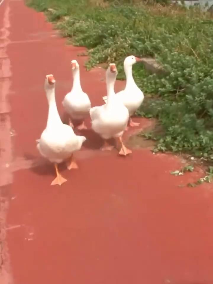 老奶奶在海边养了四只大白鹅，人家遛狗，她遛鹅。走在乡间的小路上，狗狗看到大鹅被吓